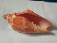 Conchiglia Shell Voluta