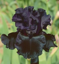 Iris TB,  ''Black Is Black'