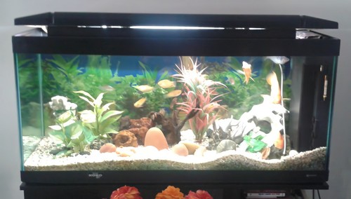 Acquario usato 340 litri