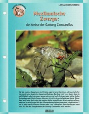 Gamberi del genere - del,