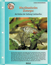 I gamberi del genere Cambarellus / scheda informativa per acquario