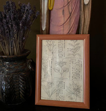 1890iconographia florae - 1890iconographia,