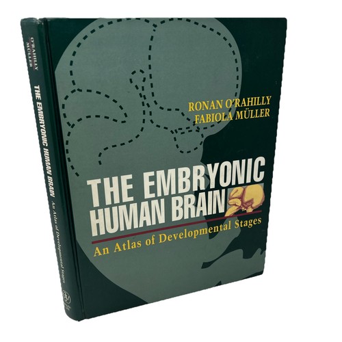 The embryonic human - the, brain: