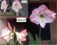1 BULBO AMARYLLIS DETTO IL FIORE BELLA DONNA COLORE ROSA