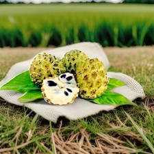 Semi di albero da frutto di