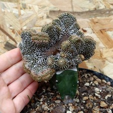 Geohintonia mexicana innestata