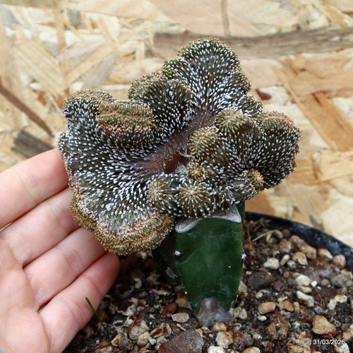 Geohintonia mexicana innestata