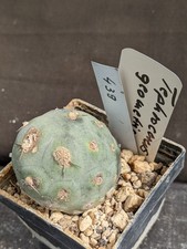 Tephrocactus geometricus, vaso