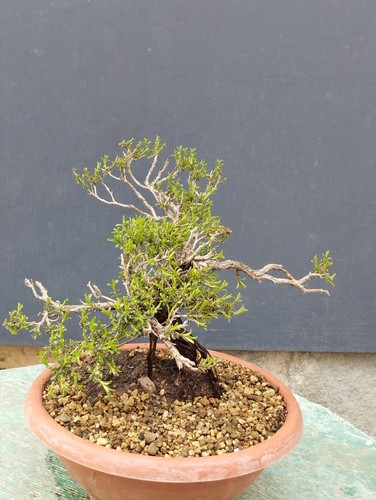 Bonsai timo - bonsai,