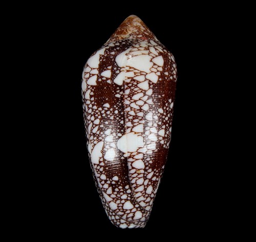 Conchiglia 136 conus - -,