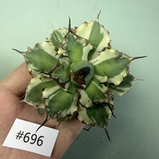 Sale Rare Cacti Agave sp.'No