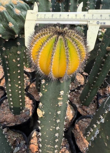Uebelmannia cactus pianta - uebelmannia,