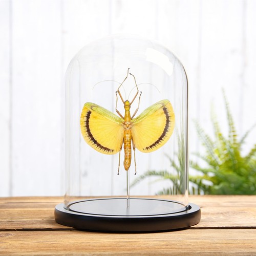 Winged walking stick insect - walking,