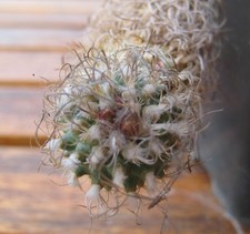 Turbinicarpus krainzianus - , v