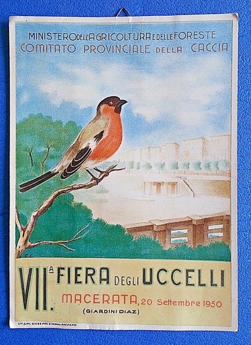 Caccia caroncino - -,