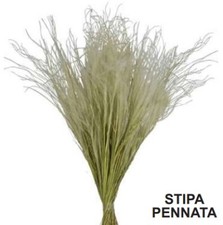 Stipa Pennata cm. 30/50
