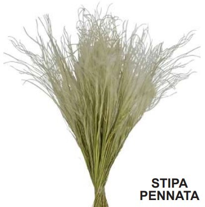 Stipa pennata 30 50 - stipa, cm.