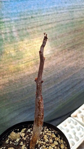 Bursera hindsiana succulente