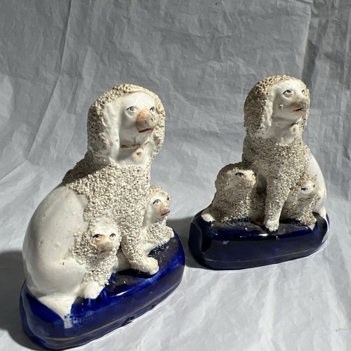 Rara coppia cani 19c inglese - 19c,