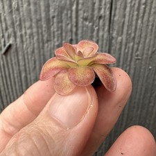 Pinguicula 1” El Lobo  Weser