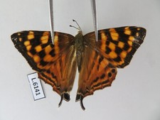 L6141. Unmounted insects