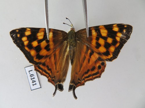 L6141 insetti non - non, montati