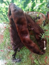 Collo visone doppio stola  sciarpa marrone scuro mai usato  170cm