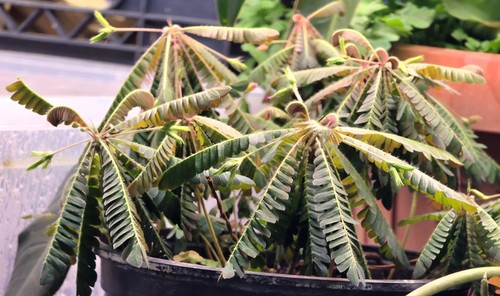 Fresh seeds biophytum - fresh,
