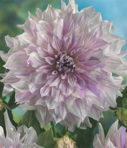 Gioielli dalie a fiore - 1,