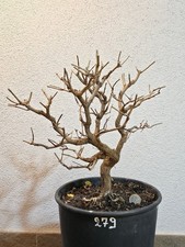 Bonsai prebonsai melograno - bonsai,