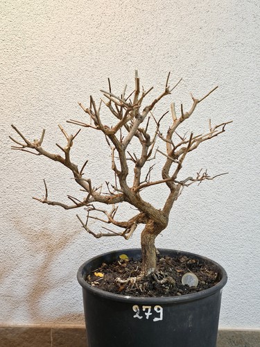 Bonsai prebonsai melograno - bonsai,