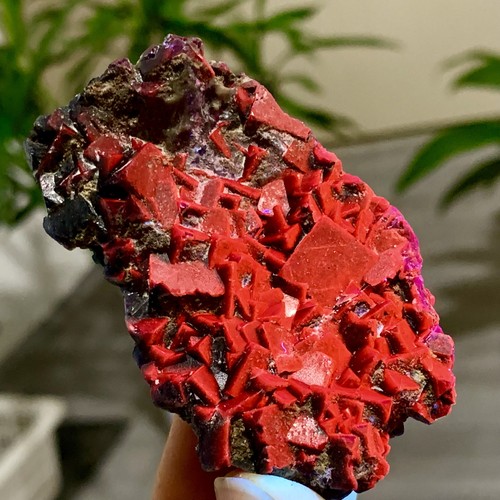 65g rosa nera - 65g,