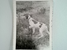 Foto Vintage Del 1956 Del Cane