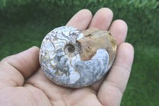 2.5 inch Manticoceras