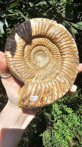 Large natural fossil - natural,