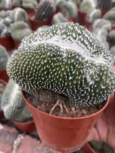 Turbinicarpus pseudomacrochele