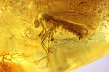 Bella formica alata Formicidae