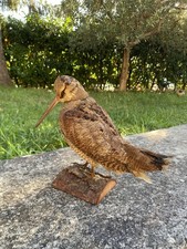 Beccaccia, Uccello imbalsamato.