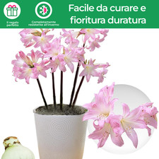 Bulbi di amarillide -