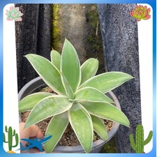 RareSucculent Plant Agave