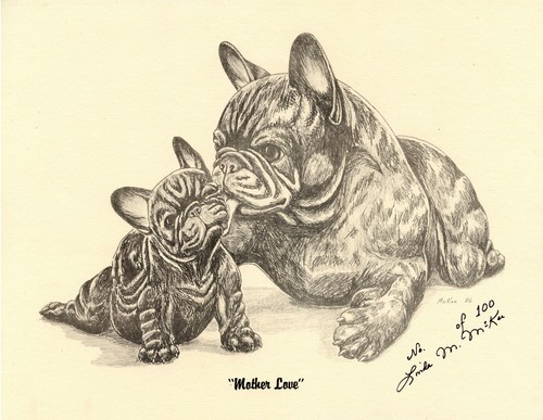 French bulldog dog fine - french,