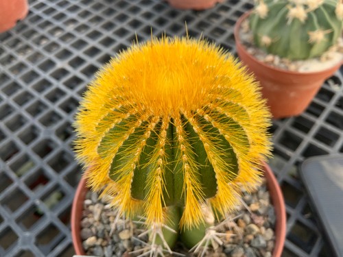 411 uebelmannia pectinifera - 411,