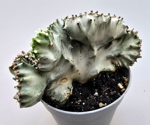 Euphorbia lactea white - white, ghost
