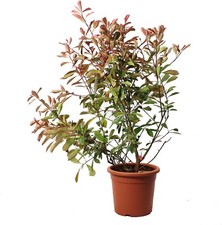 Photinia × Fraseri 'Pink