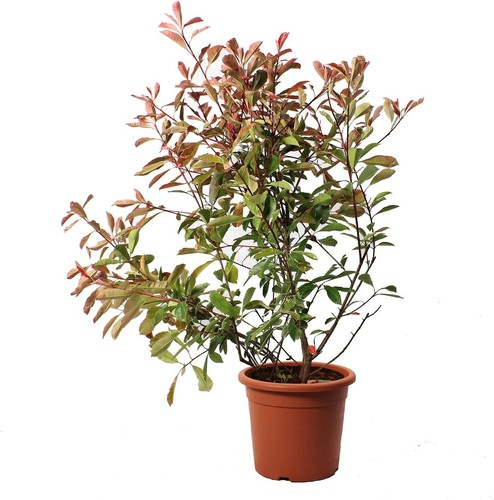 Photinia fraseri pink - photinia, 'pink