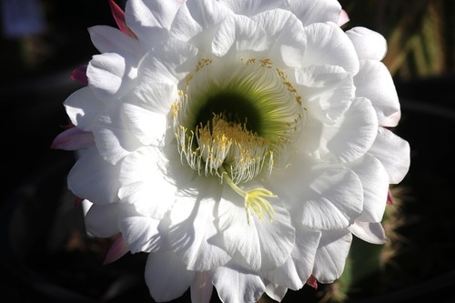 Tricho hybrid big - tricho,