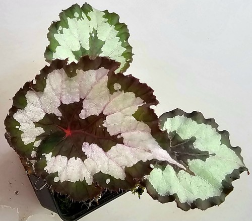 Begonia ibrida con