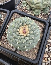Pianta di cactus rara 1 pz 7,4