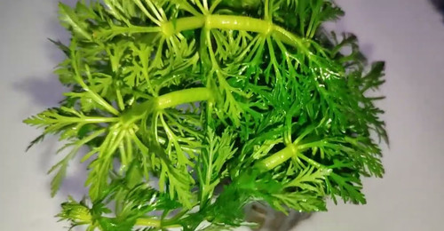 Potature limnophila - potature,
