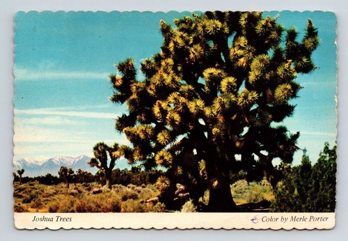 Joshua trees yucca brevifolia - trees,